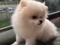 pomerinian boo
