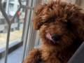 Erkek toy poodle yavru