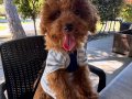 Erkek toy poodle yavru