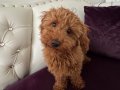 Erkek toy poodle yavru