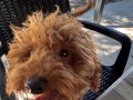 Erkek toy poodle yavru