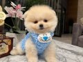 POMERNİAN BOO 