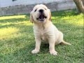 1.5 aylık sağlıklı golden retriver yavrularımız