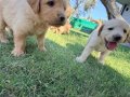 1.5 aylık sağlıklı golden retriver yavrularımız