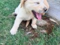 1.5 aylık sağlıklı golden retriver yavrularımız