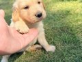 1.5 aylık sağlıklı golden retriver yavrularımız