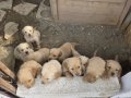 1.5 aylık sağlıklı golden retriver yavrularımız