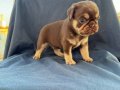 Choco tan pug mops