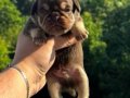 Choco tan pug mops
