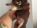 Choco tan pug mops