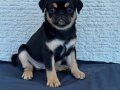 Black tan & choco tan pug mops 