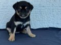 Black tan & choco tan pug mops 