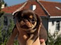 Black tan & choco tan pug mops 