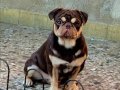 Black tan & choco tan pug mops 