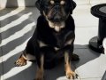 Black tan & choco tan pug mops 