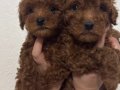 2 ADET TOY POODLE 55 GÜNLÜK İZMİR - MANİSA