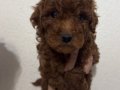 2 ADET TOY POODLE 55 GÜNLÜK İZMİR - MANİSA