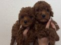 2 ADET TOY POODLE 55 GÜNLÜK İZMİR - MANİSA