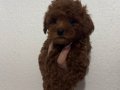 2 ADET TOY POODLE 55 GÜNLÜK İZMİR - MANİSA