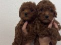 2 ADET TOY POODLE 55 GÜNLÜK İZMİR - MANİSA