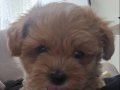 Maltipoo yavrusu