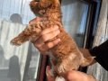 Maltipoo yavrusu
