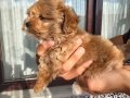 Maltipoo yavrusu