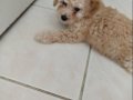 2 Aylık Safkan Maltipoo