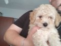 2 Aylık Safkan Maltipoo