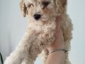 2 Aylık Safkan Maltipoo