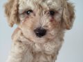 2 Aylık Safkan Maltipoo