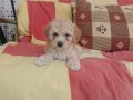 2 Aylık Safkan Maltipoo