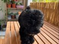 Zeki minyatür toy poodle 3 aylık