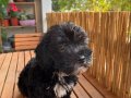 Zeki minyatür toy poodle 3 aylık