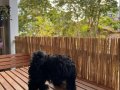Zeki minyatür toy poodle 3 aylık