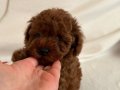 RED BROWN TOY POODLE YAVRULAR