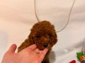 RED BROWN TOY POODLE YAVRULAR
