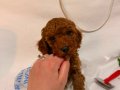 RED BROWN TOY POODLE YAVRULAR
