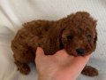 RED BROWN TOY POODLE YAVRULAR