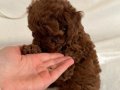 RED BROWN TOY POODLE YAVRULAR