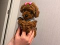 RED BROWN TOY POODLE YAVRULAR 