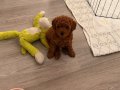 RED BROWN TOY POODLE YAVRULAR 
