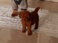RED BROWN TOY POODLE YAVRULAR 