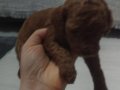 RED BROWN TOY POODLE YAVRULAR 