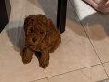 RED BROWN TOY POODLE YAVRULAR 