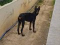 karneli, Aşılı Doberman Yeni Ailesini Bekliyor