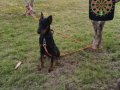 karneli, Aşılı Doberman Yeni Ailesini Bekliyor