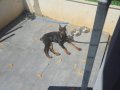 karneli, Aşılı Doberman Yeni Ailesini Bekliyor