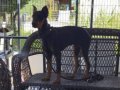 karneli, Aşılı Doberman Yeni Ailesini Bekliyor