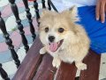 3 Aylık Pomeranian Boo